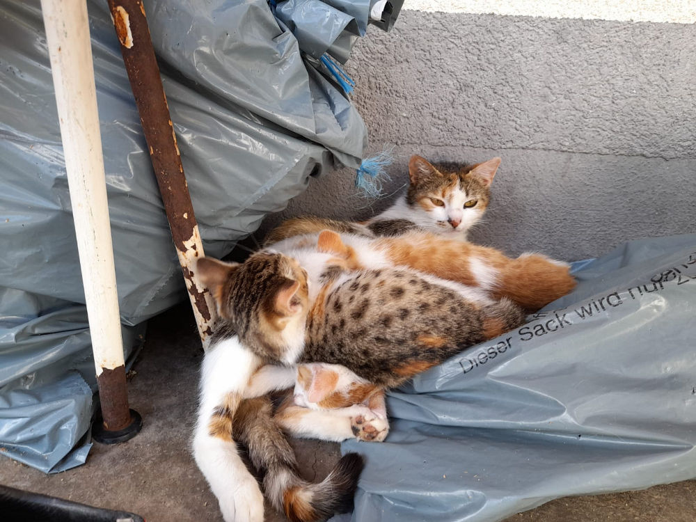 Tiere hautnah erleben